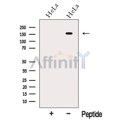 Валидация Affinity DF13183 - 8169