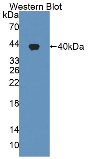 39145