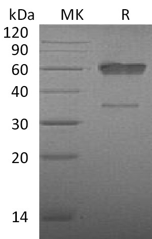 Валидация Elabscience PKSM041350(5244)