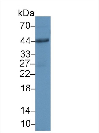 13091