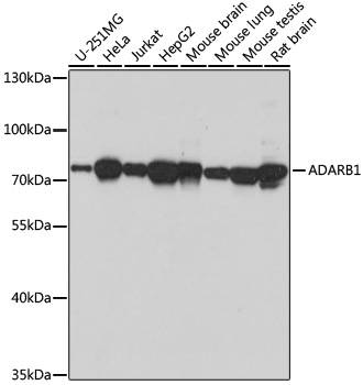 Валидация Elabscience E-AB-66927