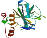 Adducin 1 (ADD1)