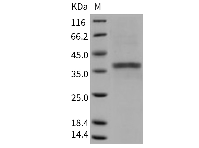 Валидация Elabscience PKSM040765(4736)