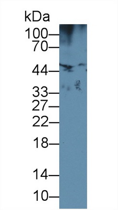 29407