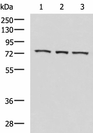 Валидация Elabscience E-AB-52174