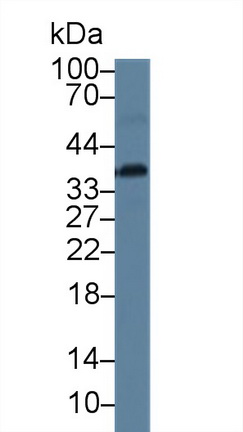 12633
