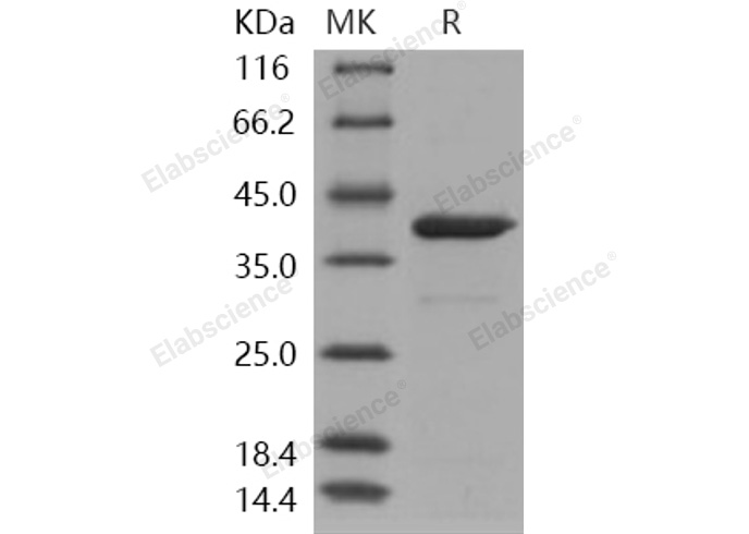Валидация Elabscience PKSH031087(1877)