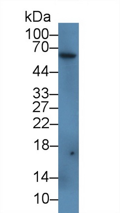 62718
