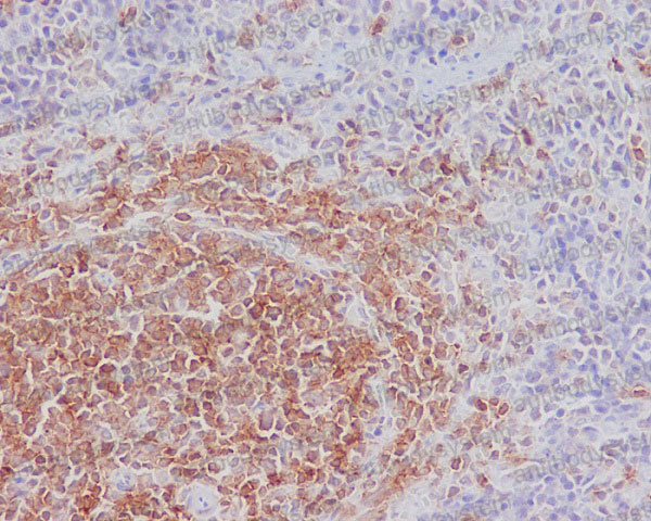 Валидация AntibodySystem RHK53801 (3698)