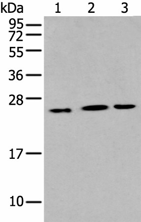 Валидация Elabscience E-AB-19453