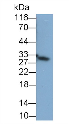 5253