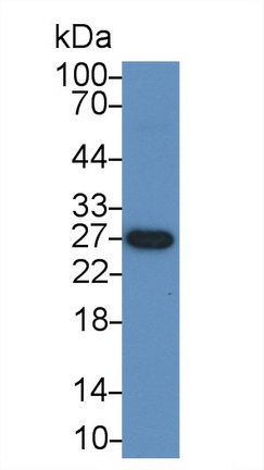 62625