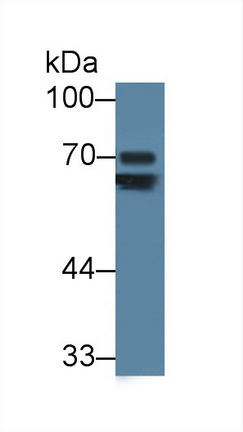 12579