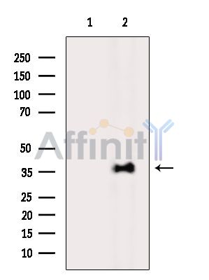 Валидация Affinity DF14528 - 10521