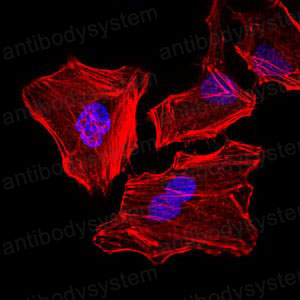 Валидация IF - AntibodySystem RHC99506 (492)