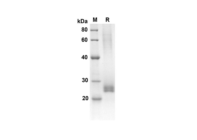 Валидация Elabscience PDMH100246(869)
