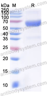 Валидация AntibodySystem EVV25401