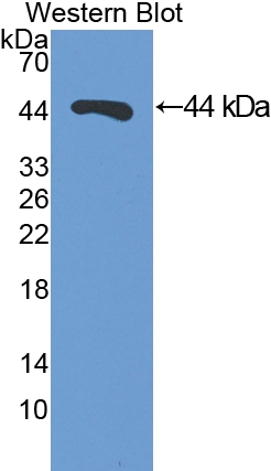 48360