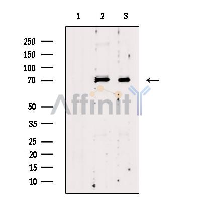 Валидация Affinity DF9514 - 22153