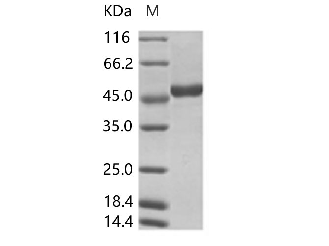 Валидация Elabscience PKSV030273(6039)