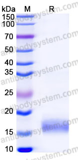 EHD02502, SDS-PAGE