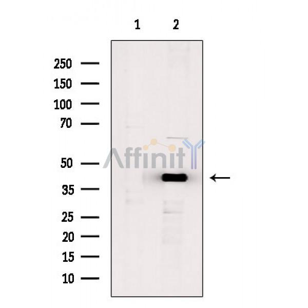 Валидация Affinity DF4563 - 16158