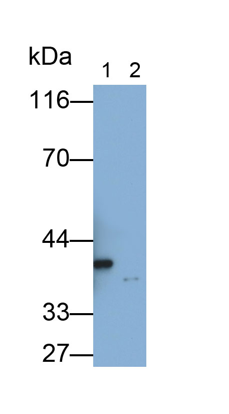 4504