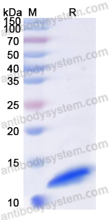 Валидация AntibodySystem YHC13302
