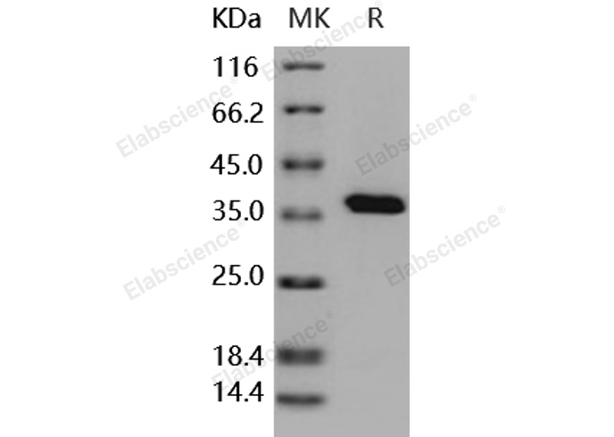 Валидация Elabscience PKSH030416(1349)