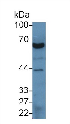 13114