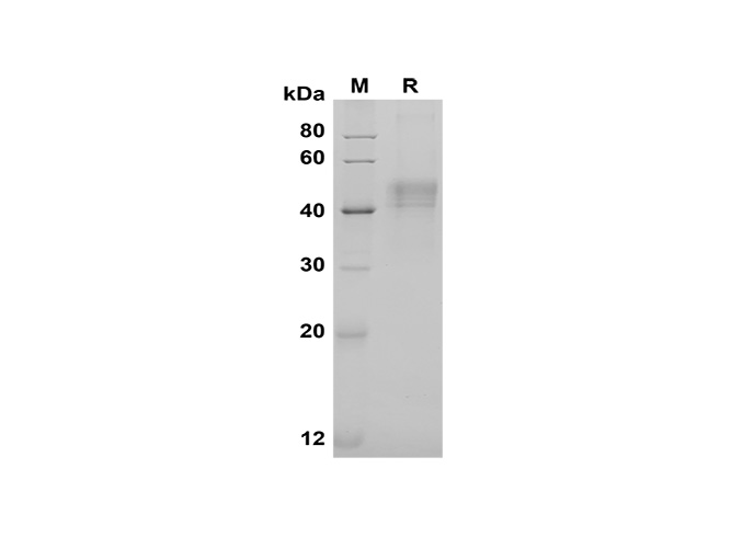 Валидация Elabscience PDMH100346(957)