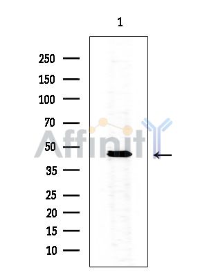 Валидация Affinity DF14893 - 11046