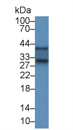12930
