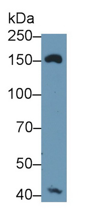 40418