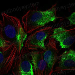 Валидация IF - AntibodySystem RHC08003