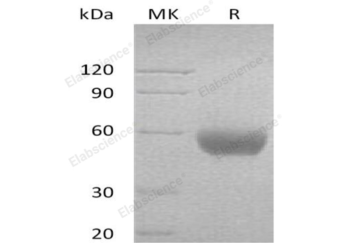 Валидация Elabscience PKSH032703(3133)