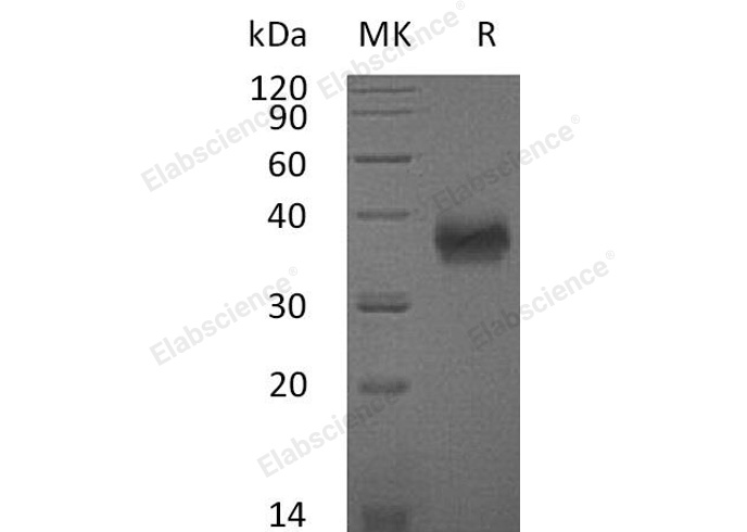 Валидация Elabscience PKSM040499(4494)