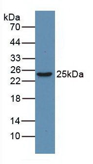 346