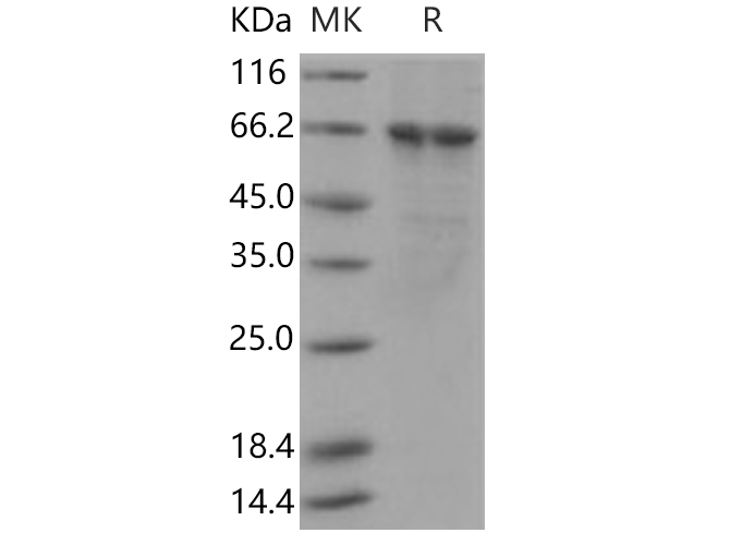 Валидация Elabscience PKSH030399(1333)