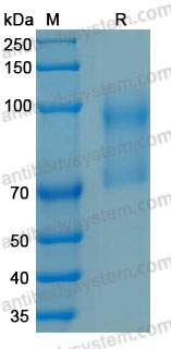 Валидация AntibodySystem AMD03301