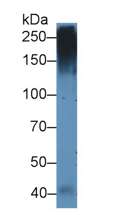 39753
