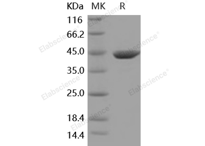 Валидация Elabscience PKSM040921(4865)