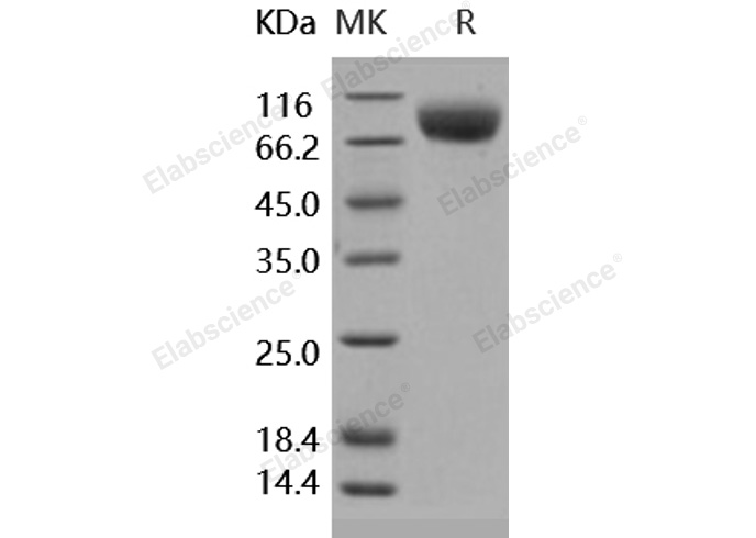 Валидация Elabscience PKSH031819(2450)