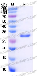 AHA85101, SDS-PAGE