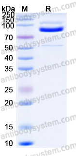 EHD50501, SDS-PAGE