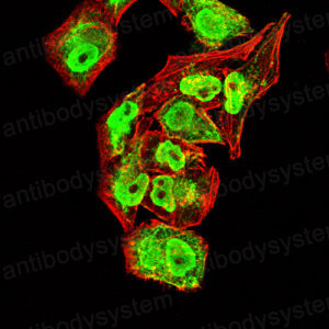 Валидация IF - AntibodySystem RHB97508