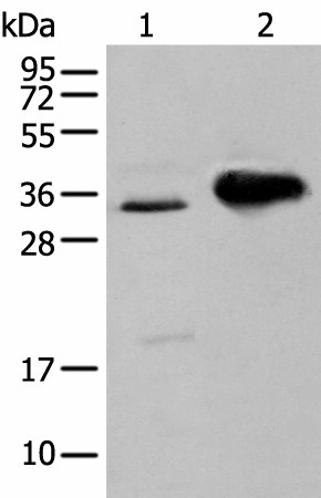 Валидация Elabscience E-AB-18425