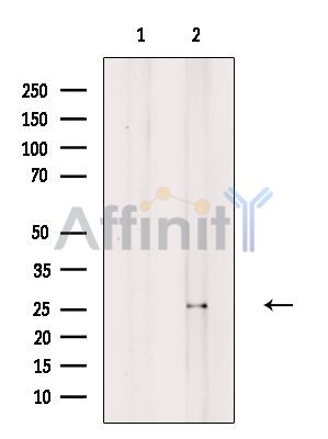 Валидация Affinity DF2703 - 13416