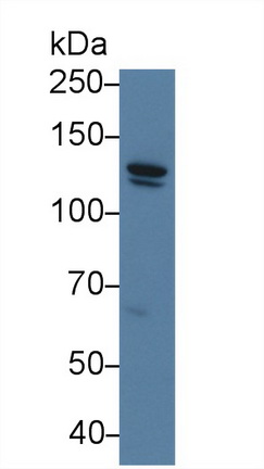 12451