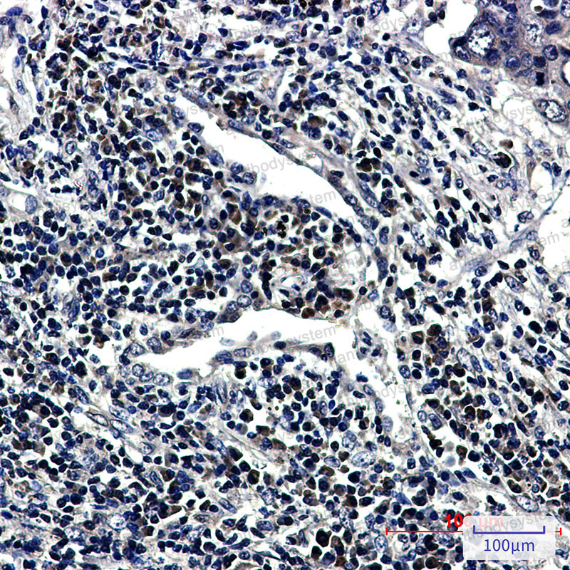 Валидация AntibodySystem RHN31501